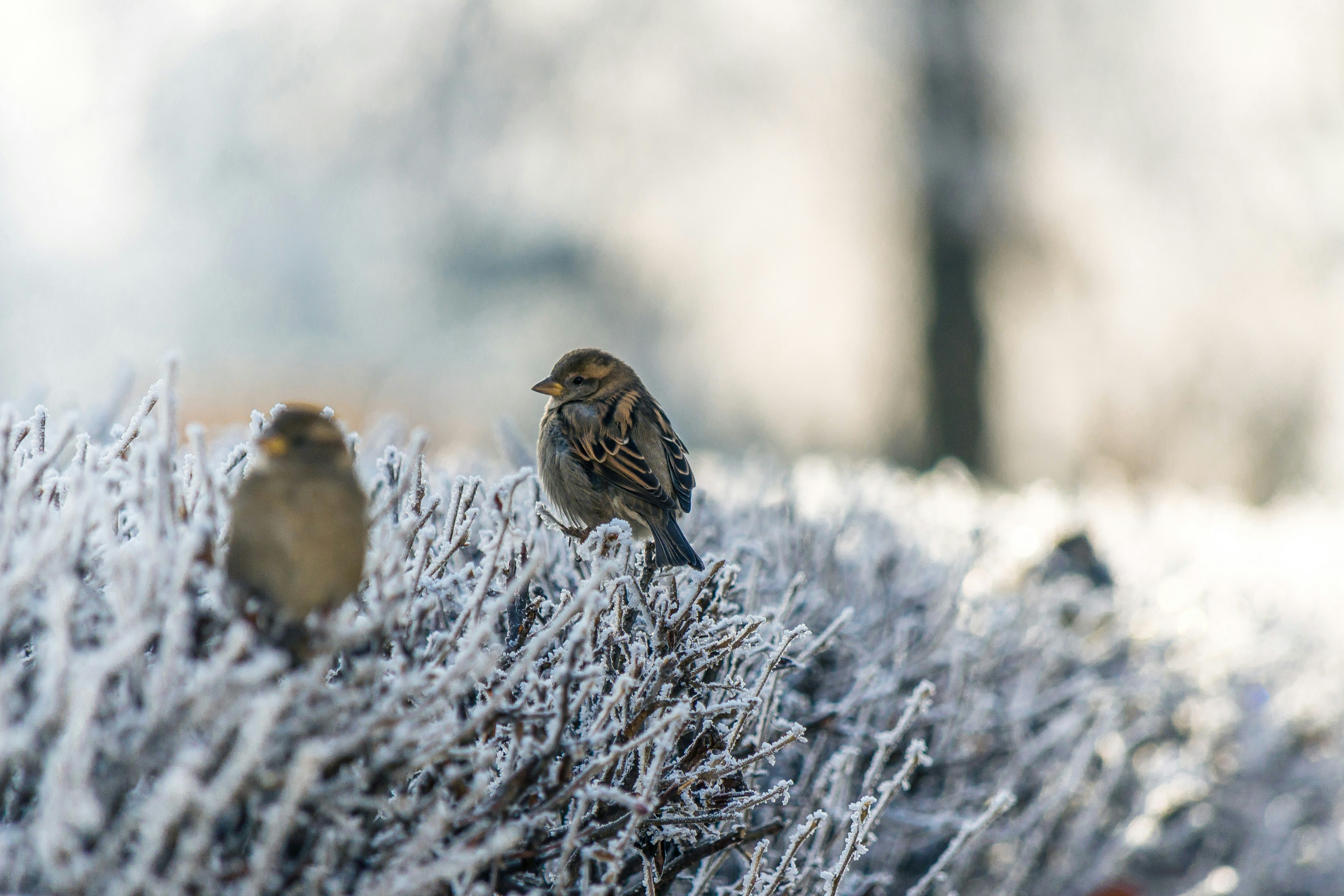 two brown birds on snowfield plant